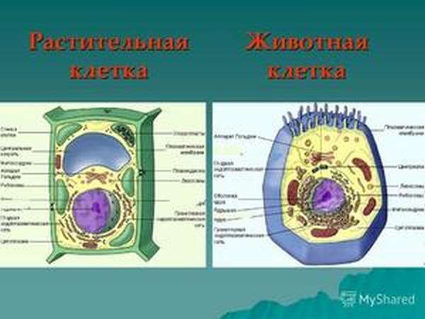 Основные органоиды клеток