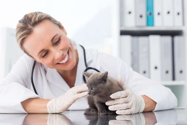 Профессия ветеринар плюсы и минусы работы, где можно выучиться на ветеринарного врача