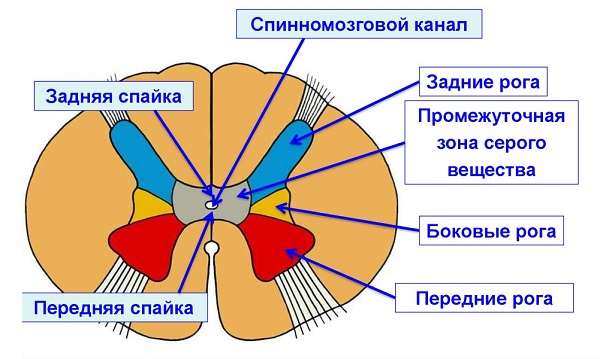 Какая характеристика соответствует слову спайка. Передняя серая спайка спинного мозга. Передняя белая спайка спинного. Белая спайка спинного мозга. Задний Рог серого вещества.