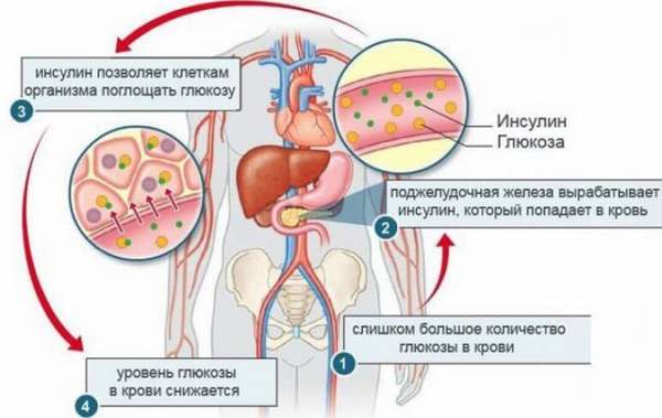 Роль гормона инсулин при сахарном диабете - Estet-Portal