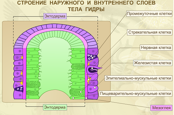 Пресноводная гидра особенности и схема строения