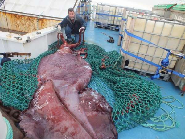 Гигантский кальмар размером с микроавтобус пойман в море Росса ...
