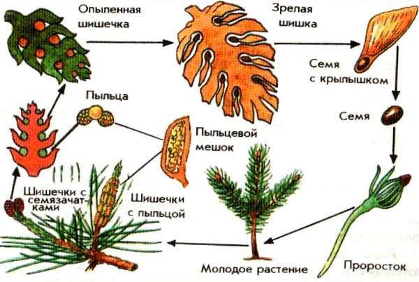 Голосеменные растения общая характеристика и примеры