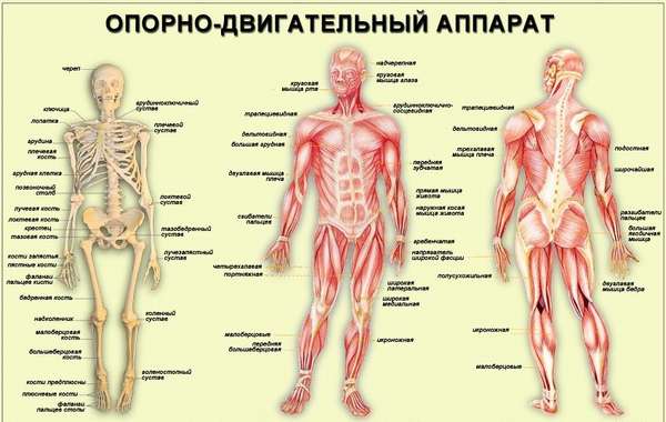 Мышцы Человека Фото С Названиями