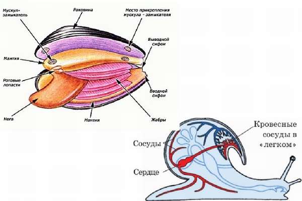 Вторичная полость тела моллюска. Дыхательная двустворчатых моллюсков. Дыхательная система моллюсков. Двустворчатые моллюски дыхательная система. Система дыхания моллюсков.
