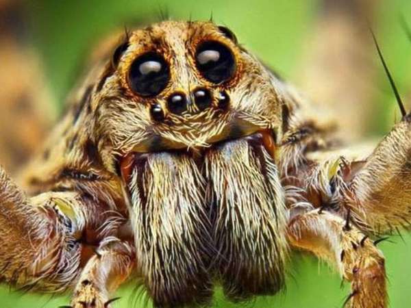 В Австралии гигантский паук взял девушку «в заложники» в ее машине ...