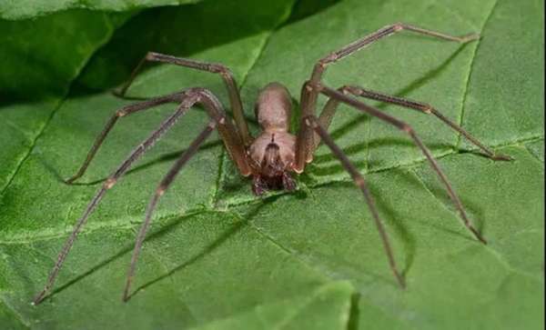 Коричневый паук-отшельник может быть особо опасным для детей : Наука ...