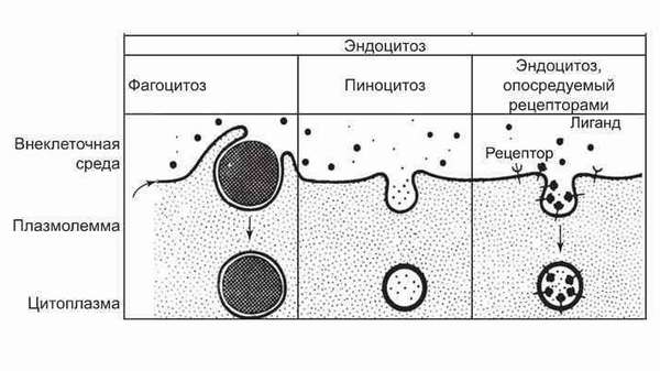 строение цитоплазматической мембраны