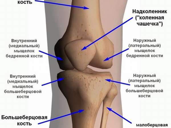 Строение коленного сустава