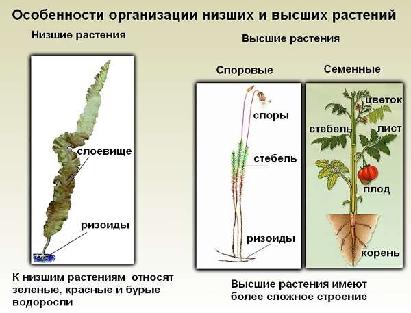 Высшие растения определение, характеристика и признаки