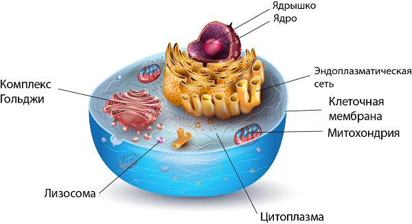 Клеточная мембрана в биологии виды, строение и функции (таблица)