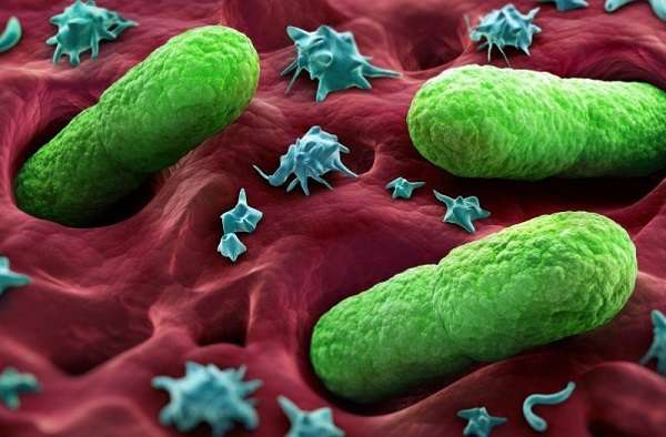 Кто обнаружил бактерии 36