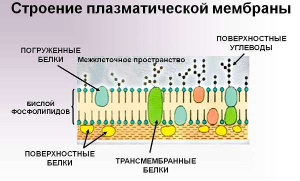 Клеточная мембрана в биологии виды, строение и функции (таблица)