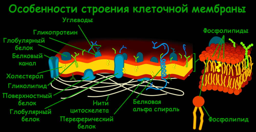 строение цитоплазматической мембраны