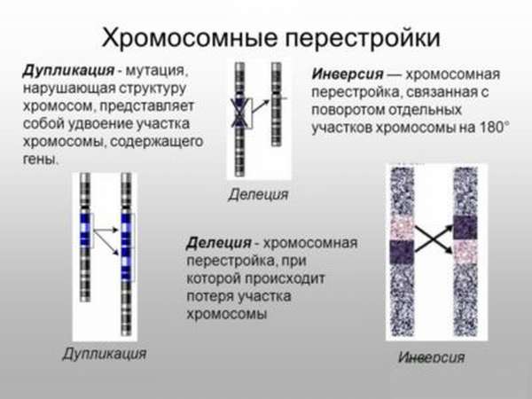 Хромосомные перестройки
