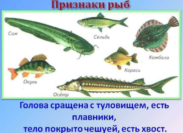 Рыбы классификация в биологии и особенности внутреннего и внешнего строения
