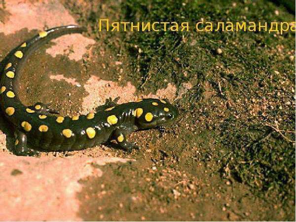 Пятнистая саламандра - представитель земноводных животных