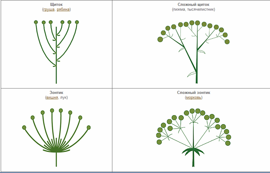 Схема классификации соцветий