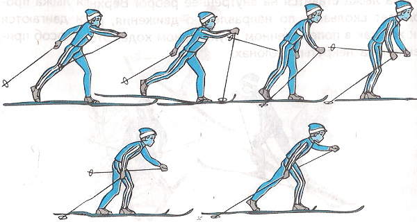 Техника лыжных ходов классификация видов