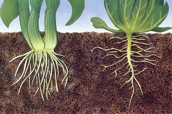 Строение корня растения зоны корня и их функции