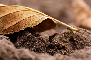 Что такое почва состав, типы и их характеристика
