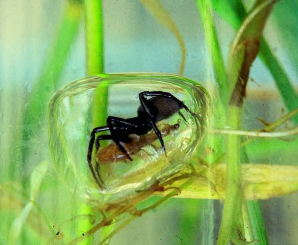 Единственный в мире подводный паук: masterok