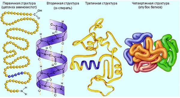 Что такое белки строение и функции