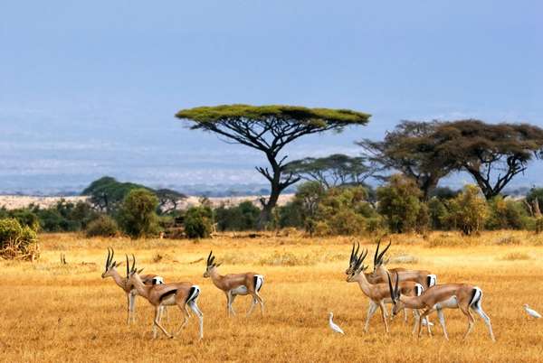 саванна, antelopes, safari, африка, african landscape, антилопы ...