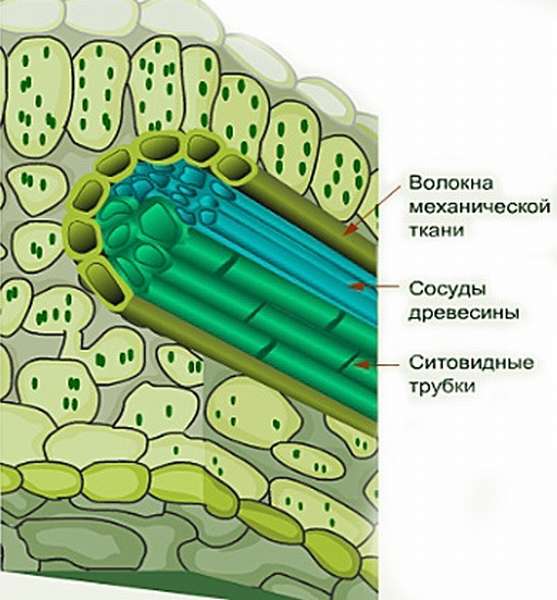 Клеточное строение листа (схема) функции и свойства клеток