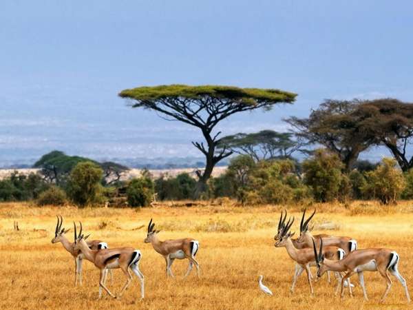 африка природные зоны (главный ключ)