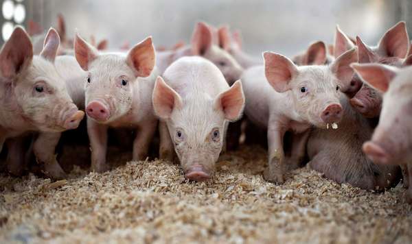 Свиноводство как бизнес. Как начать разводить свиней — советы ...