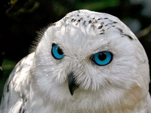 Полярная сова (Белая сова): интересные факты, фото и краткое ...
