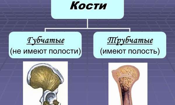 Презентация на тему: Строение и соединение костей. Кость – орган ...