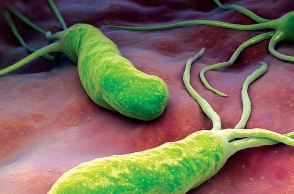 Кто обнаружил бактерии 32