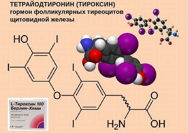 Щитовидная железа гормоны и функции, роль в организме