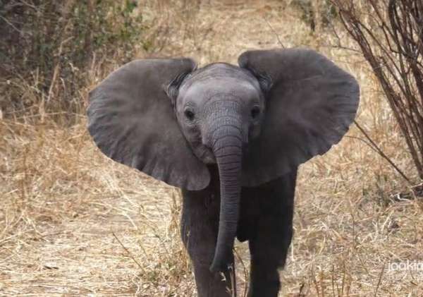 Храбрый слоненок защищает маму | uDuba.com