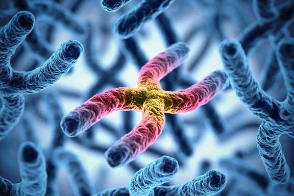 Что такое генотип и фенотип