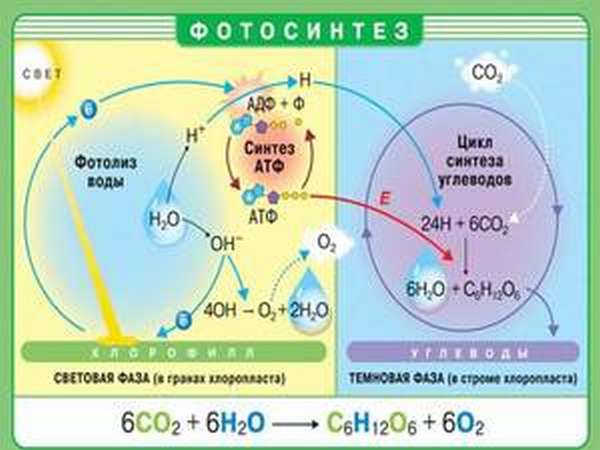 Как работают растения при процессе фотосинтеза