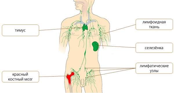 Системы внутренних органов человека