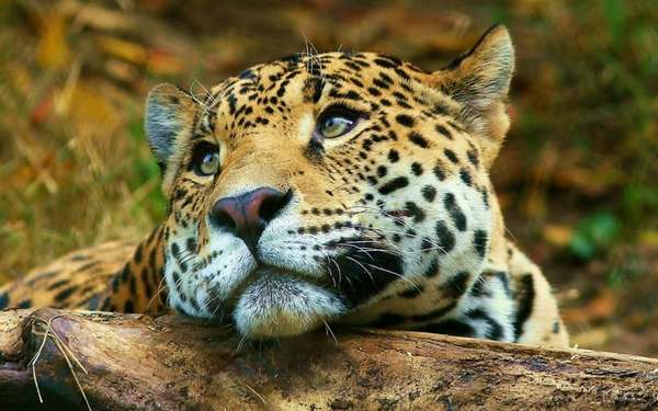 Дальневосточный леопард России. Дальневосточный леопард (Panthera ...