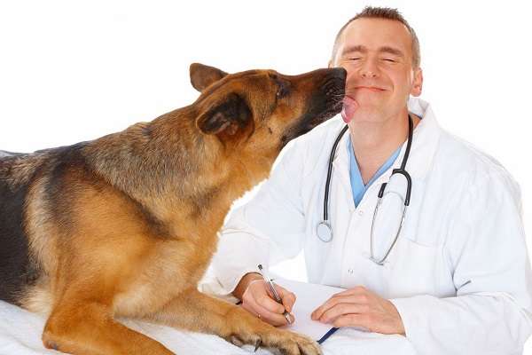 Профессия ветеринар плюсы и минусы работы, где можно выучиться на ветеринарного врача