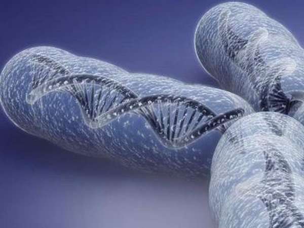 Какую роль в клетке выполняют хромосомы: строение и функции