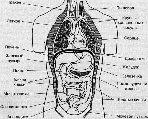Как расположены органы человека фото с названиями у женщин на русском