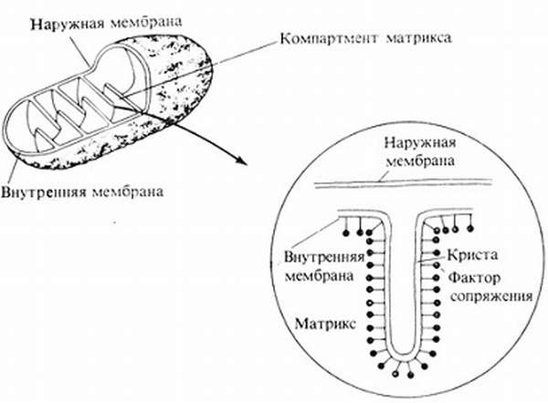 Строение внутренней мембраны митохондрии. Митохондрия мембрана внутренняя схема. Схема строения внутренней мембраны митохондрий. Внешняя и внутренняя мембрана митохондрий. Строение внешней мембраны митохондрий.