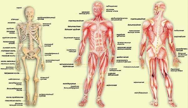 Системы внутренних органов человека