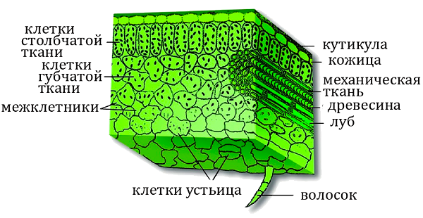 Клеточное строение листа (схема) функции и свойства клеток