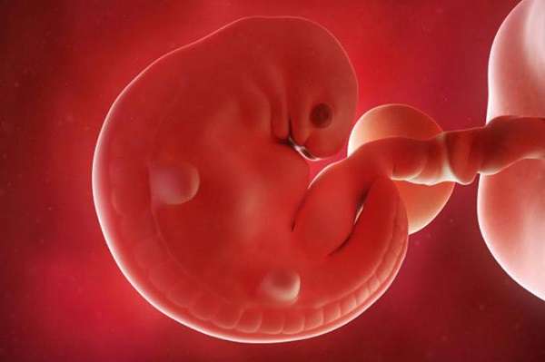 Как выглядит эмбрион в 6 недель фото