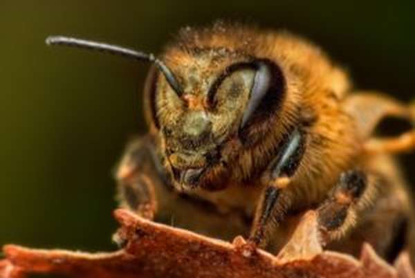 какое зрение у пчел