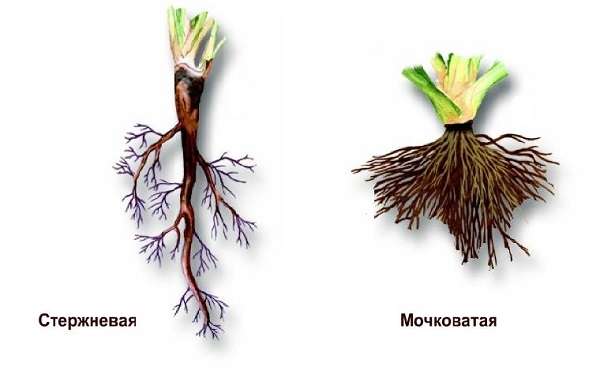 Строение корня растения зоны корня и их функции