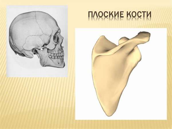 Скелет человека - online presentation